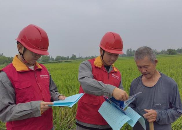 國網澧縣供電公司稻花香里說豐年 電力滿格助豐收